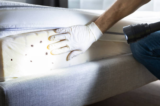 Best Insect Control  in Lowry Crossing, TX